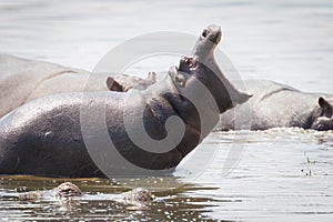 Young hippo stretches its mouth wide open.