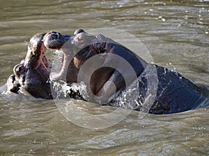 Young hippopotamus, Hippopotamus amphibius, play in water and rehearse fights