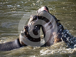 Young hippopotamus, Hippopotamus amphibius, play in water and rehearse fights