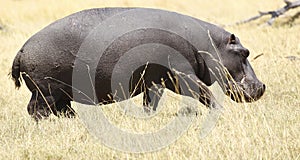 Young Hippos walking out of the waters of the Okavango Delta