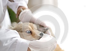 Young hispanic woman with dog veterinarian cleaning ears at clinic