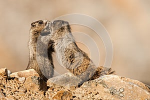 Young Hoary Marmots