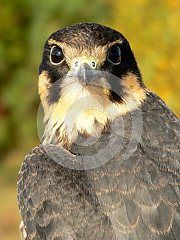 Young hobby falcon