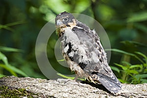 Young hobby falcon falco subbuteo