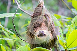 Young Hoffmann`s Sloth