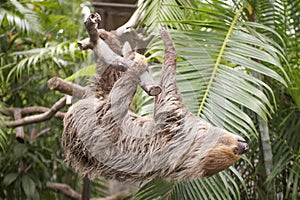 Young Hoffmann's two-toed sloth climbing on the tree