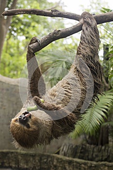 Young Hoffmann's two-toed sloth eating cucumber