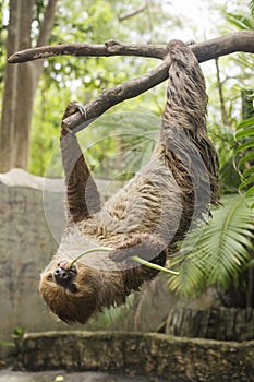 Young Hoffmann's two-toed sloth eating lentils