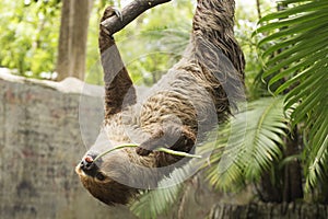 Young Hoffmann's two-toed sloth eating lentils
