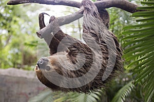 Young Hoffmann's two-toed sloth on the tree