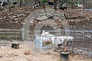 Dairy herd rests behind piles of rocks and stones with a pen of calves in the forefront photo