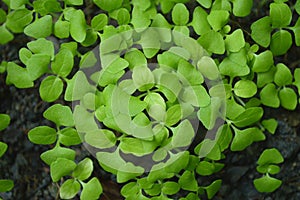 Young holy basil, Ocimum tenuiflorum, plant in pot