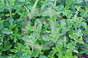 Young holy basil or tulsi leaves