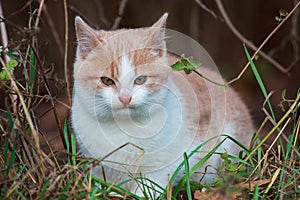 Young homeless cat is hunting on spring grass