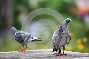 young homing pigeon bird on home loft with green environment background