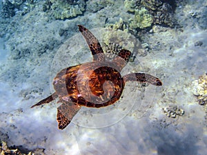 Young Honu (Green Turtle) 3 of 3