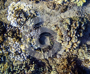 A young Honu (Green Turtle) sleeping