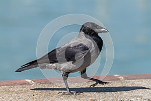 Young hooded crow bird walking