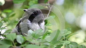 Young hooded crow chick nesstling