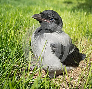 Young hooded crow. Corvus cornix, also called Hoodiecrow