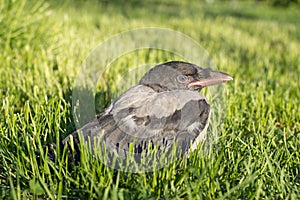 Young hooded crow. Corvus cornix, also called Hoodiecrow