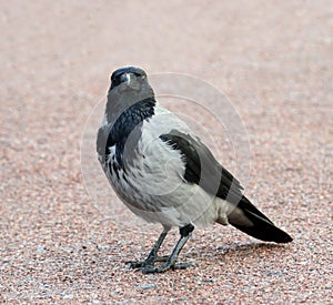 A young hooded crow