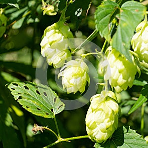 young hop cones in the light of the sun close-up, plant for making beer and bread