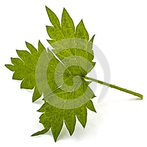 Young hops leaves closeup, isolated on white background