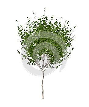 Young hornbeam tree isolated on white