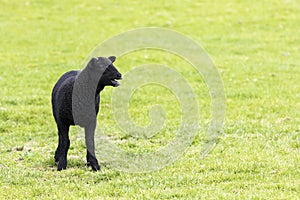 Young horned black lamb bleating