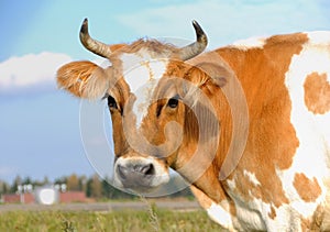 Young horned cow on the grassland