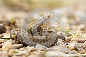 Young horned european viper on ground