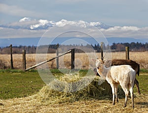 Young horned fallow deer