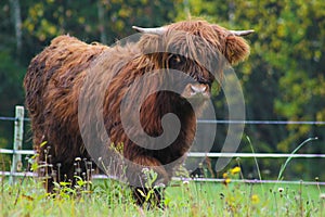 Young horned Highland cow in the meadow