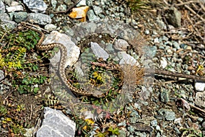 A young horned viper crawling away