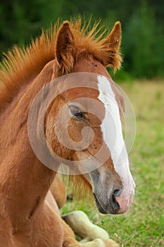 Young horse