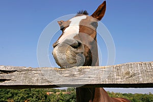 Young horse chewing fence at farm summertime funny scene