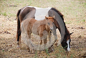 Young Horse Colt