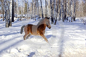 Young horse in the deep snow