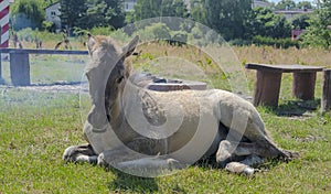 A young horse (a descendant of a tarpan) lies near the fire.