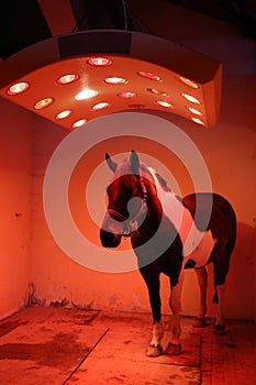 Young horse enjoy equine solarium at rural riding hall winter time