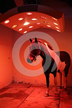 Young horse enjoy equine solarium at rural riding hall winter time