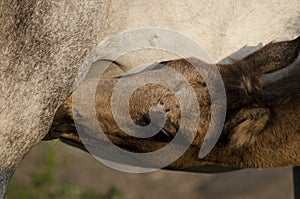 Young horse feeding