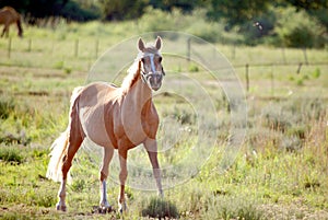 Young horse in field