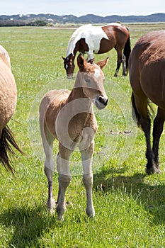 A young horse foal, filly standing in a field mead