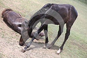 Young horse foal having fun in the wet mud after shower