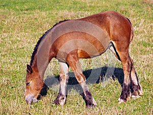 Young horse grazing on meadow