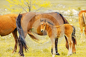 Young horse in herd with adult horses