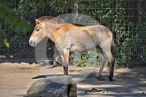 Un cavallo misto asino trasformato 