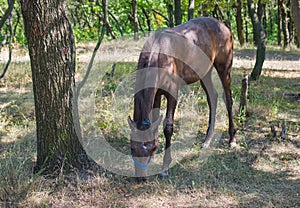 Young horse lost in forest